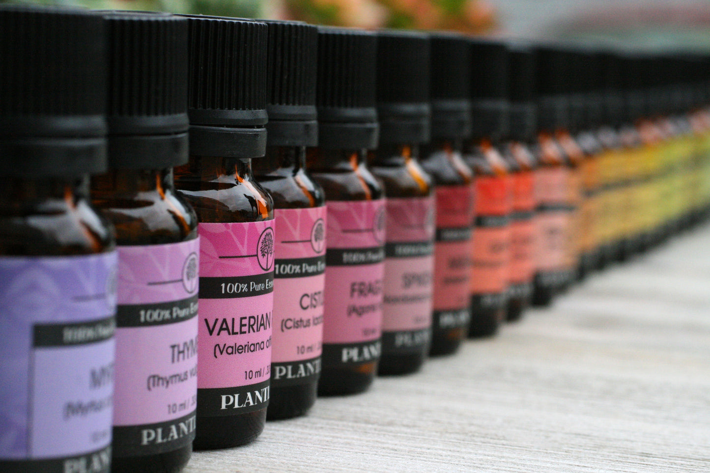 Cardamom Essential Oil - Trending Wellness Store
