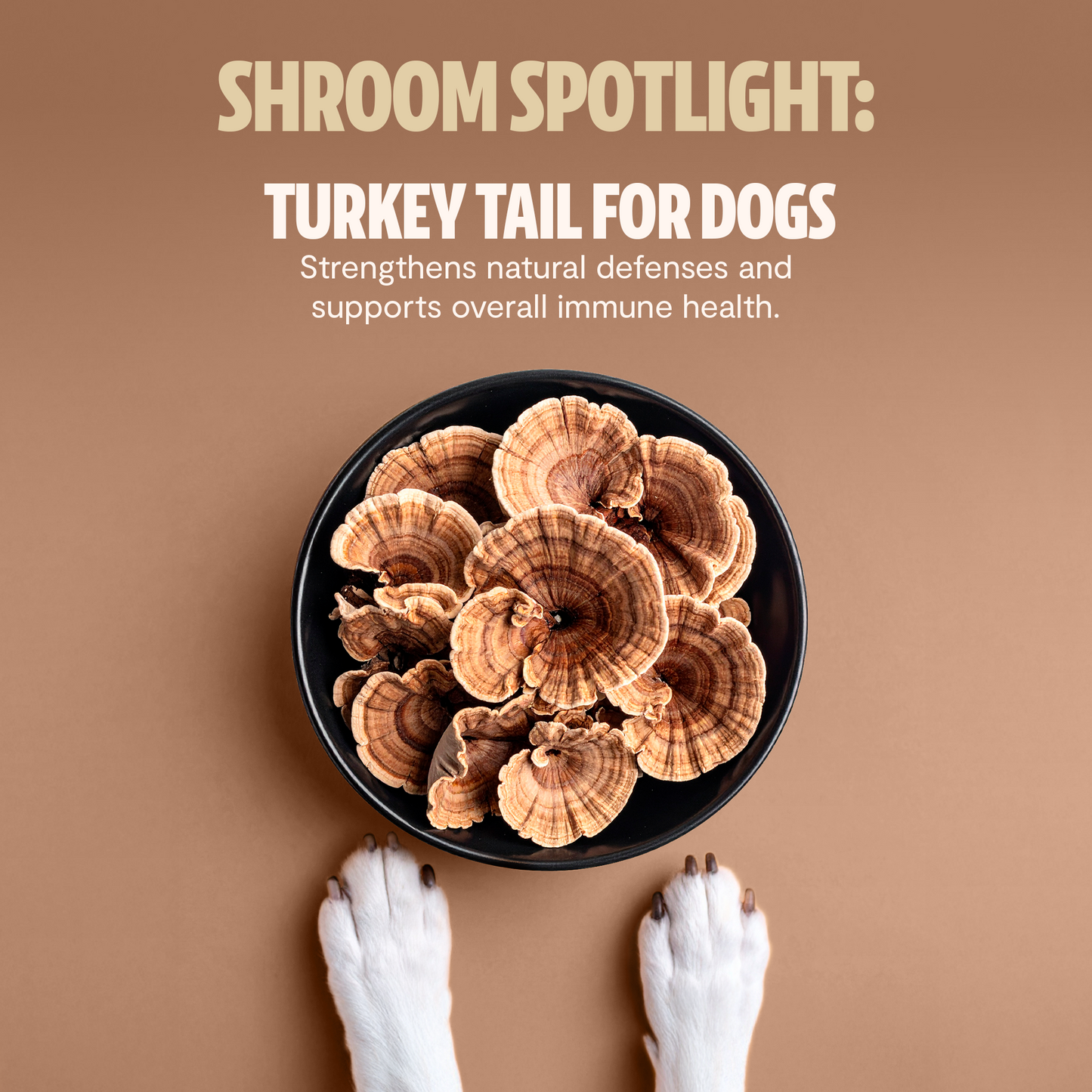 Shroomies® - Mushrooms For Dogs - Trending Wellness Store