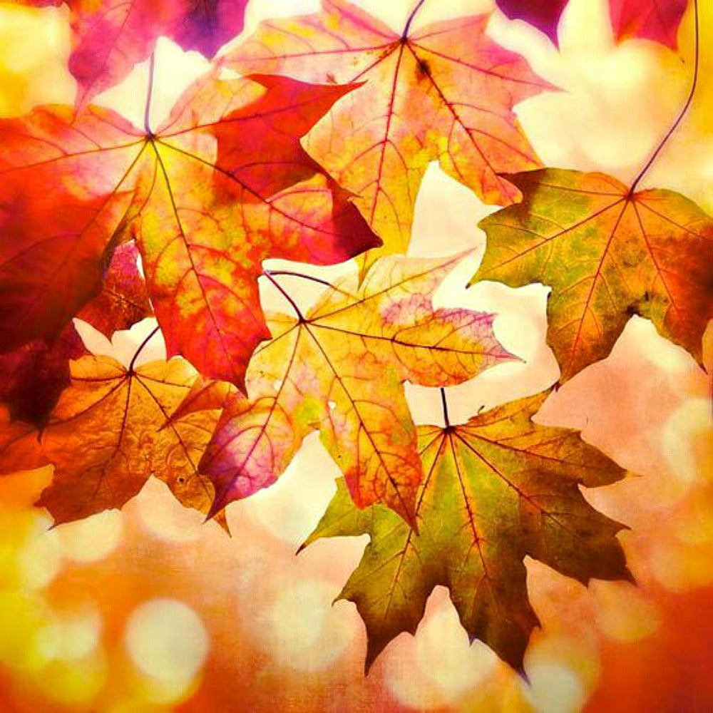 Autumn Leaves - Trending Wellness Store