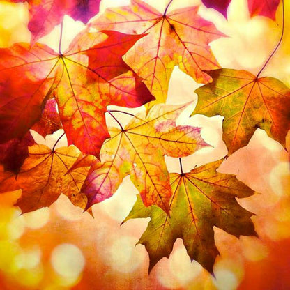 Autumn Leaves - Trending Wellness Store