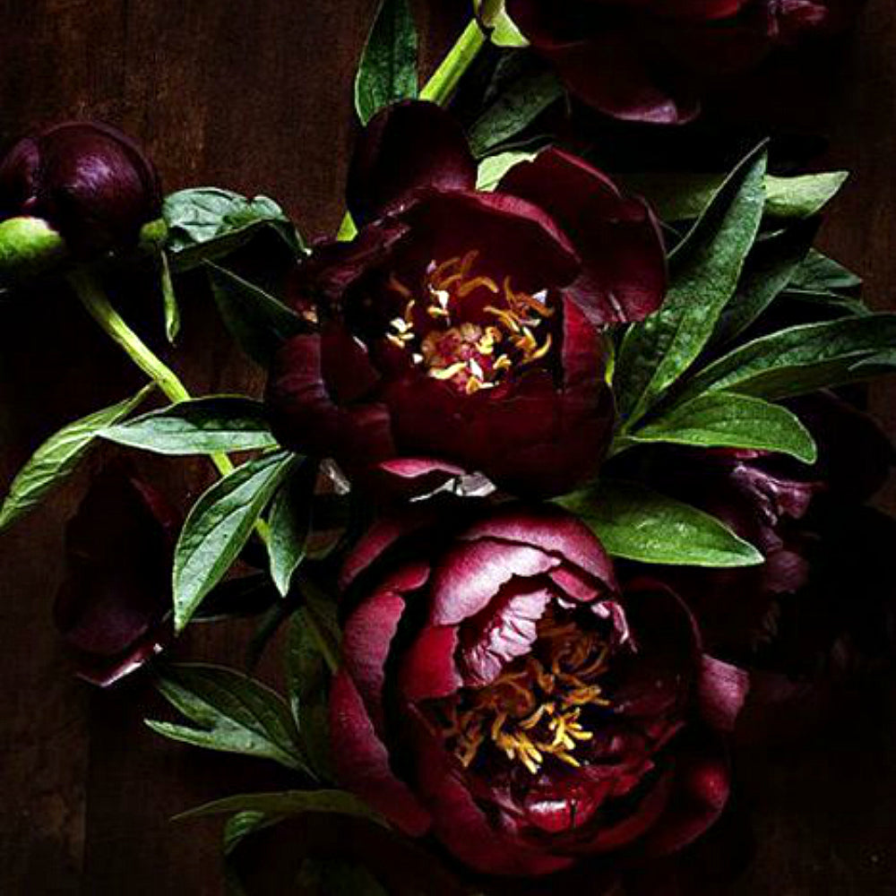 Belladonna - Trending Wellness Store