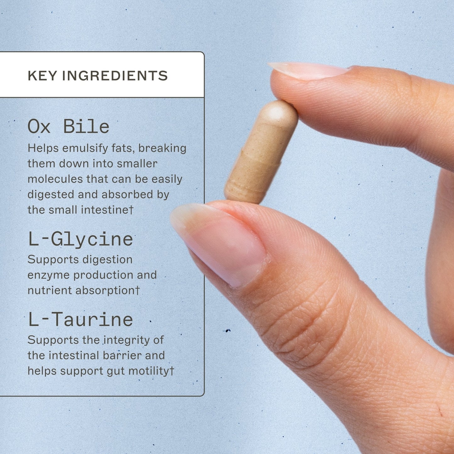 Bile Builder Complete - Trending Wellness Store