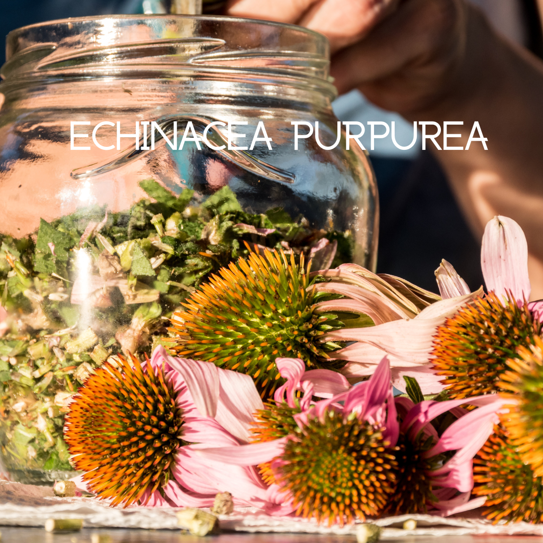 Trending Wellness Store