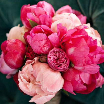 Haute Pink - Trending Wellness Store