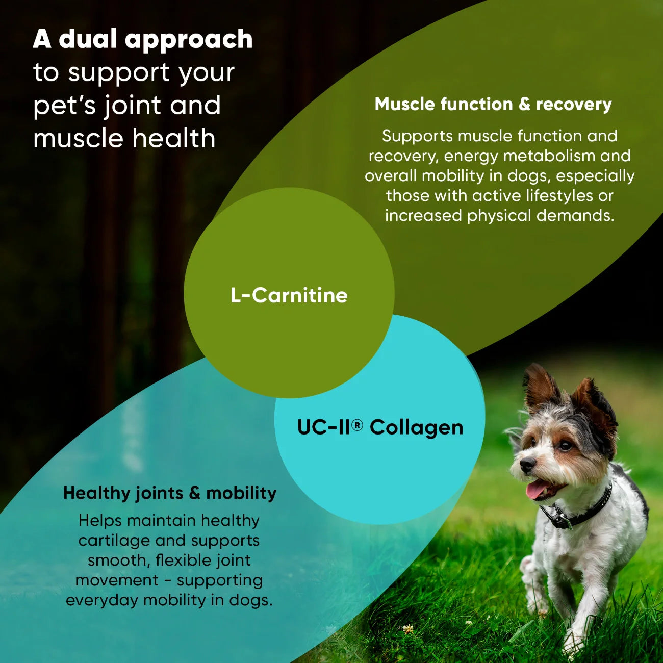 Joint & Muscle Health - Trending Wellness Store