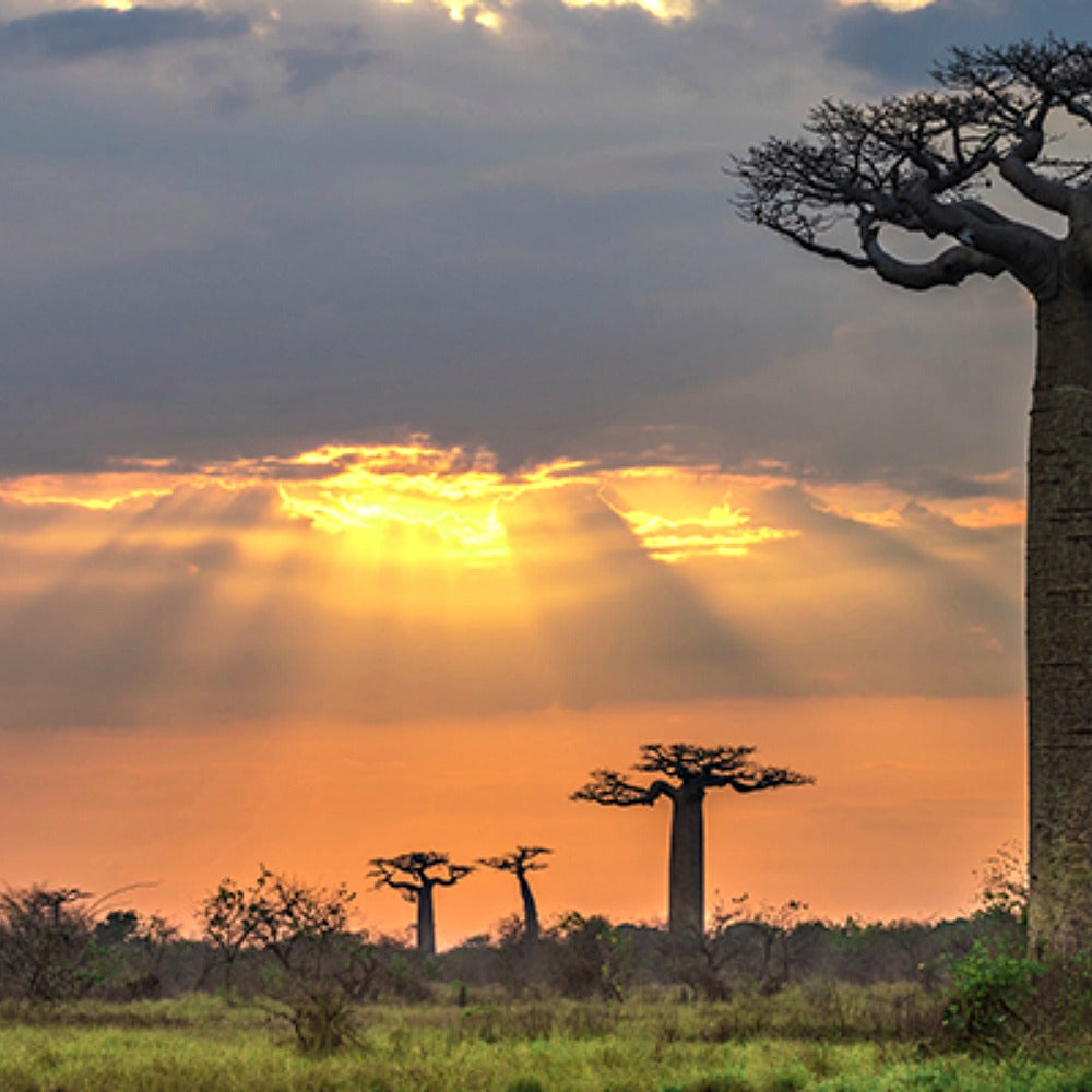 Madagascar - Trending Wellness Store