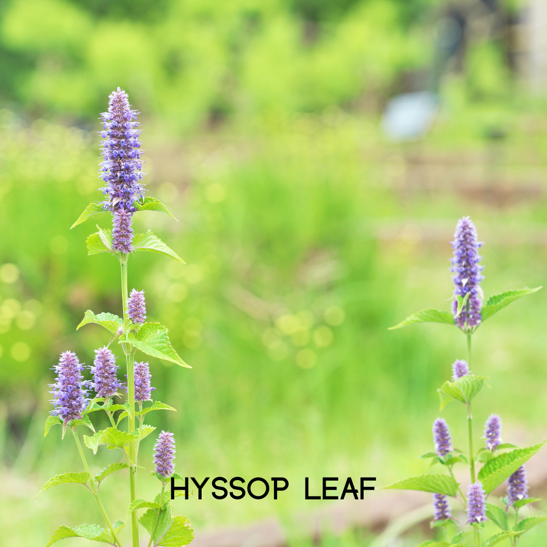 My Balance Nutrisentials – Colon Cleanse - Trending Wellness Store