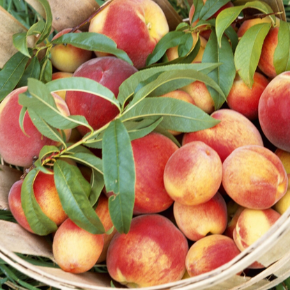 Nectarine Blossom + Honey - Trending Wellness Store