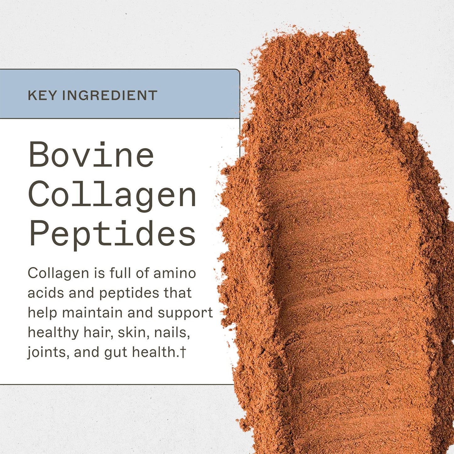 Paleo Protein - Mocha Latte - Trending Wellness Store