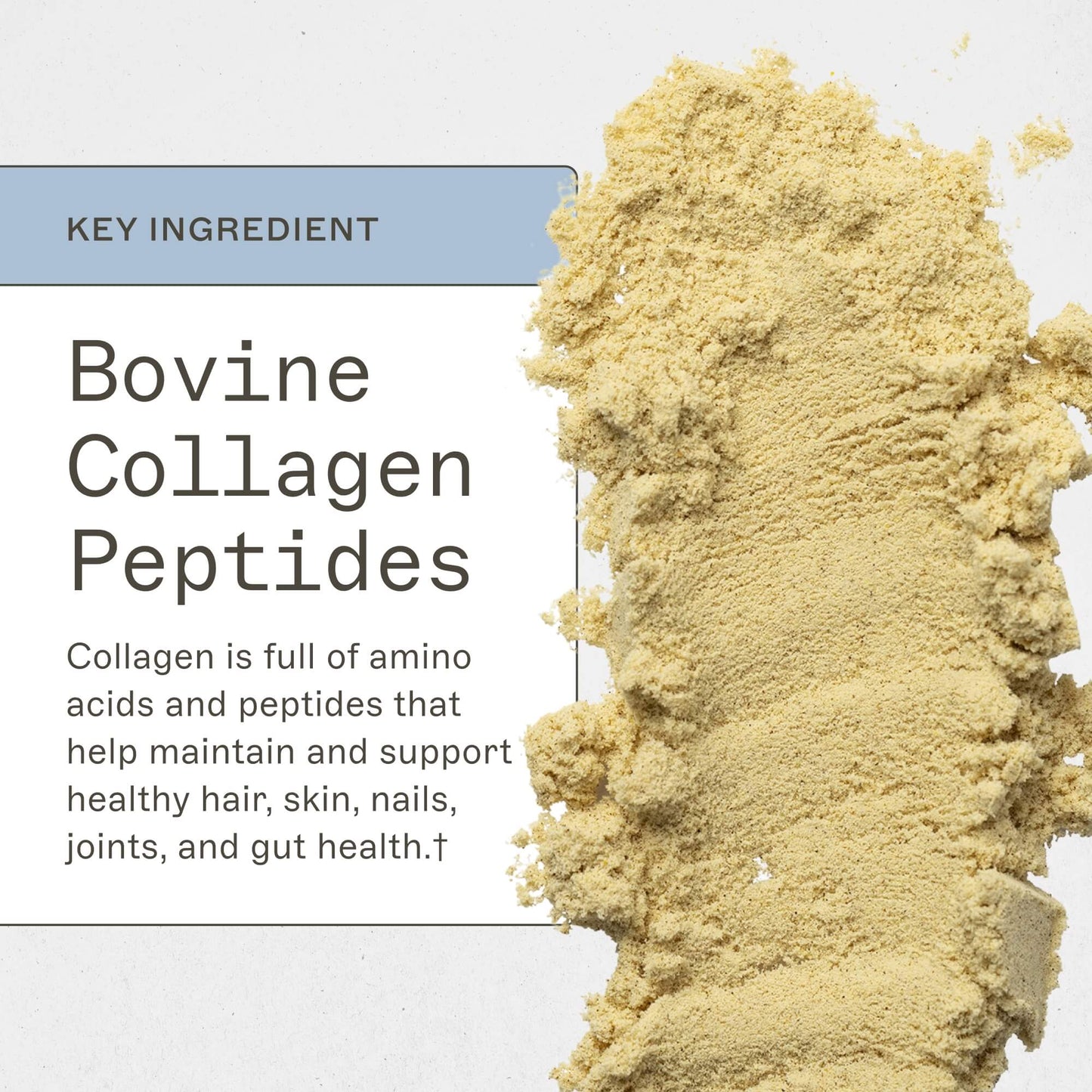 Paleo Protein - Pumpkin Spice - Trending Wellness Store