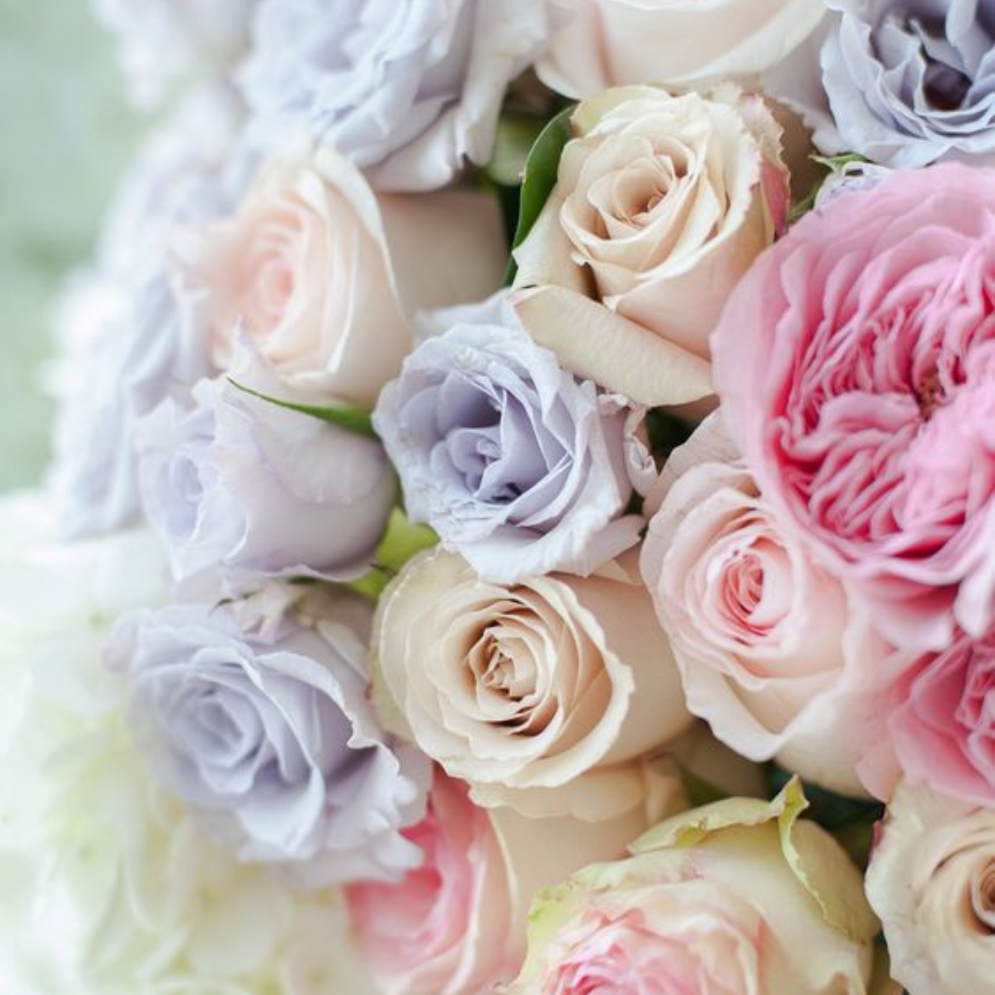 Pastel Rose - Trending Wellness Store