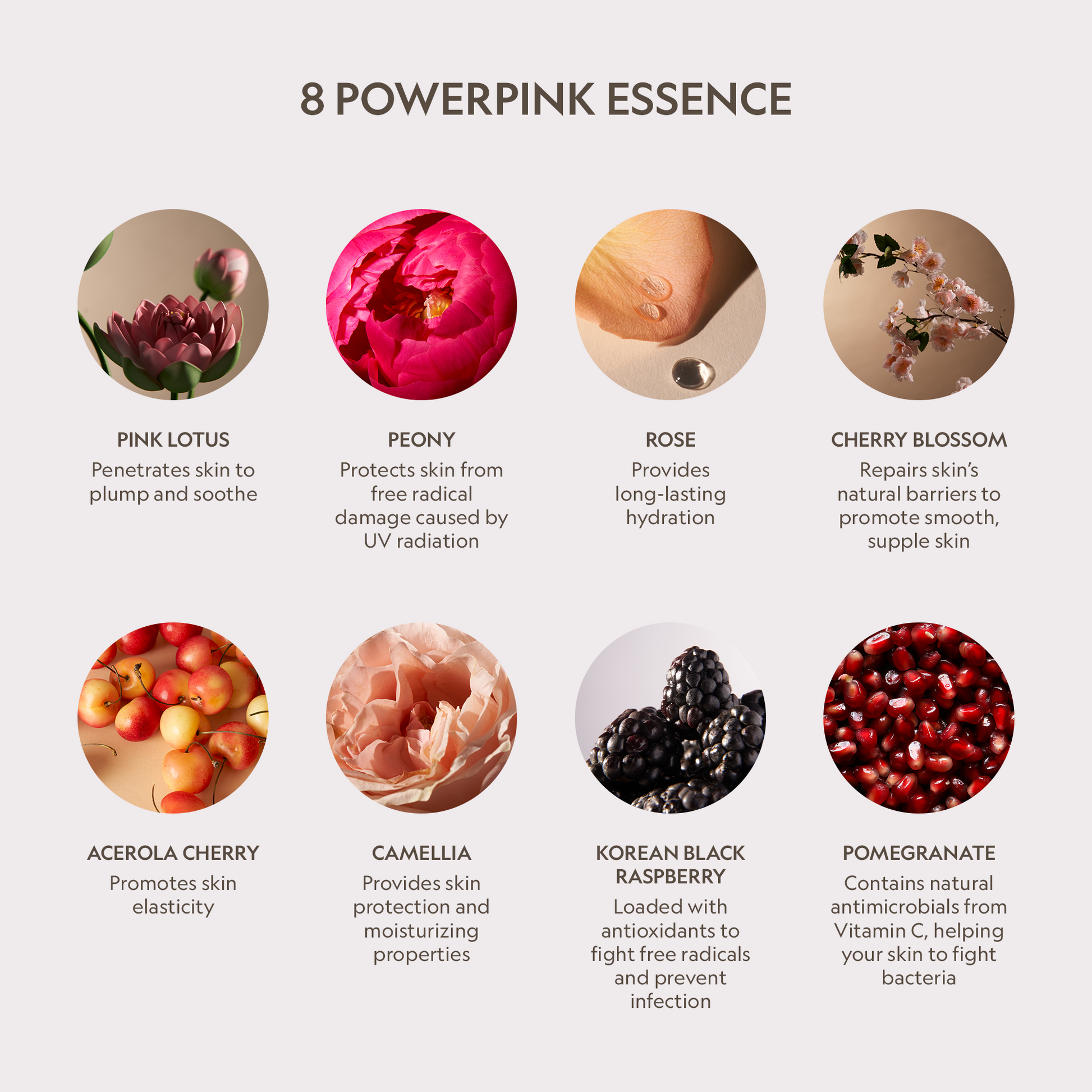 Pink Lotus Peptide Renewal Face Cream - Trending Wellness Store