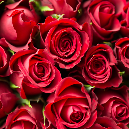 Red Roses - Trending Wellness Store