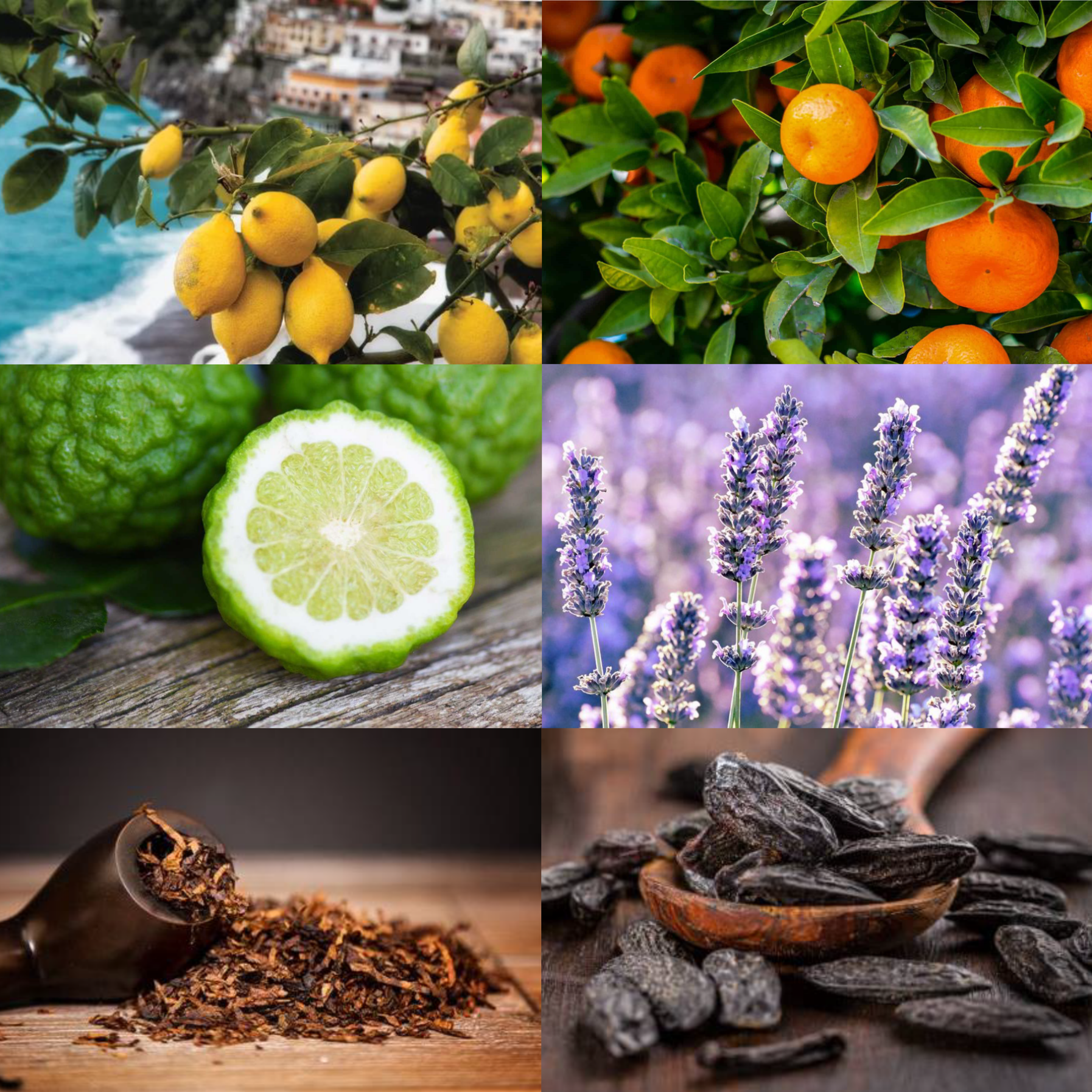 Trending Wellness Store