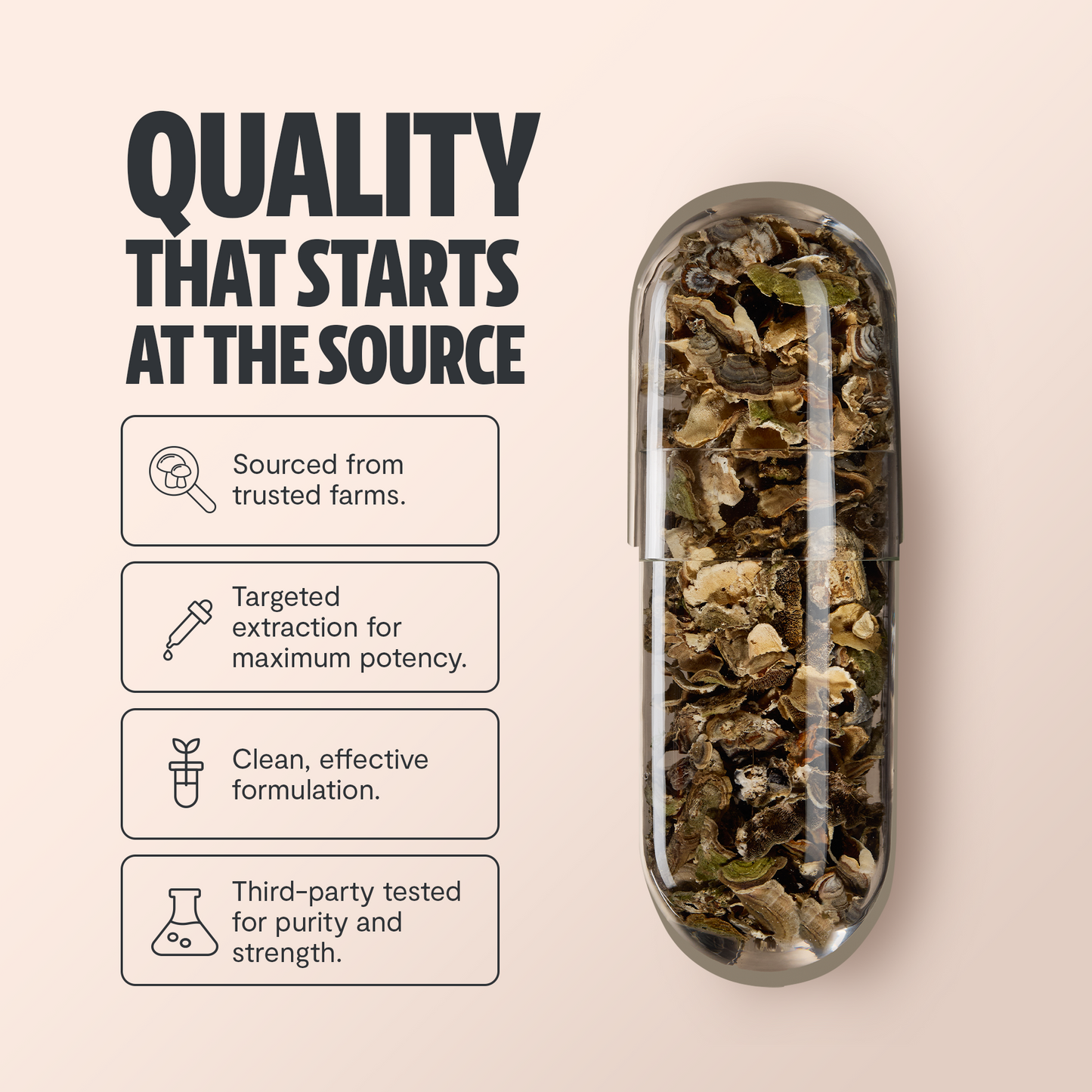 Turkey Tail Mushroom Extract Capsules - Trending Wellness Store